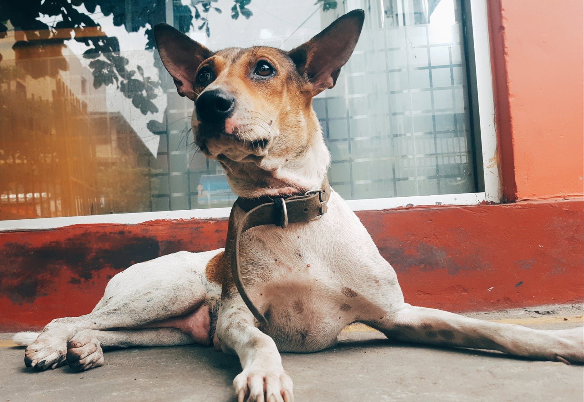 Dog Friendly Places in Atlanta Atlanta Luxury Rentals