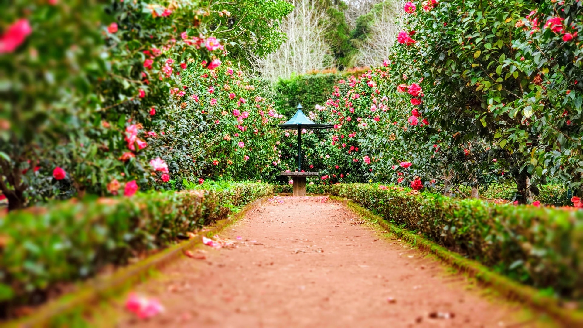 garden path with rose bushes
