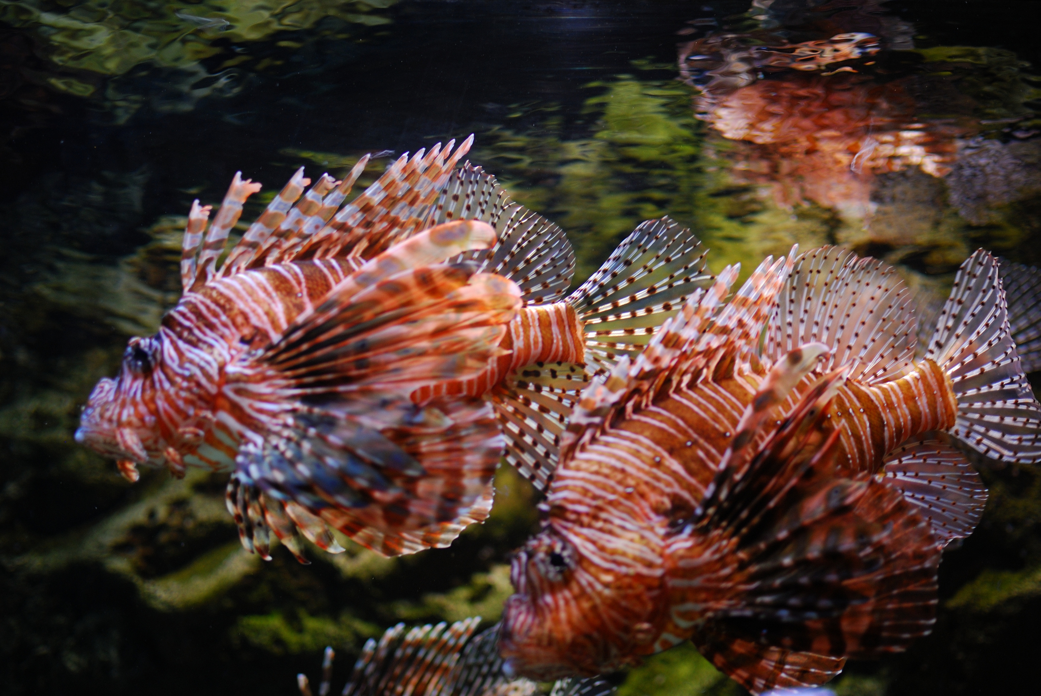 red-lionfish